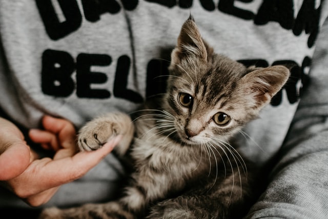 Как приучить к рукам новую кошку или котёнка - TVTN